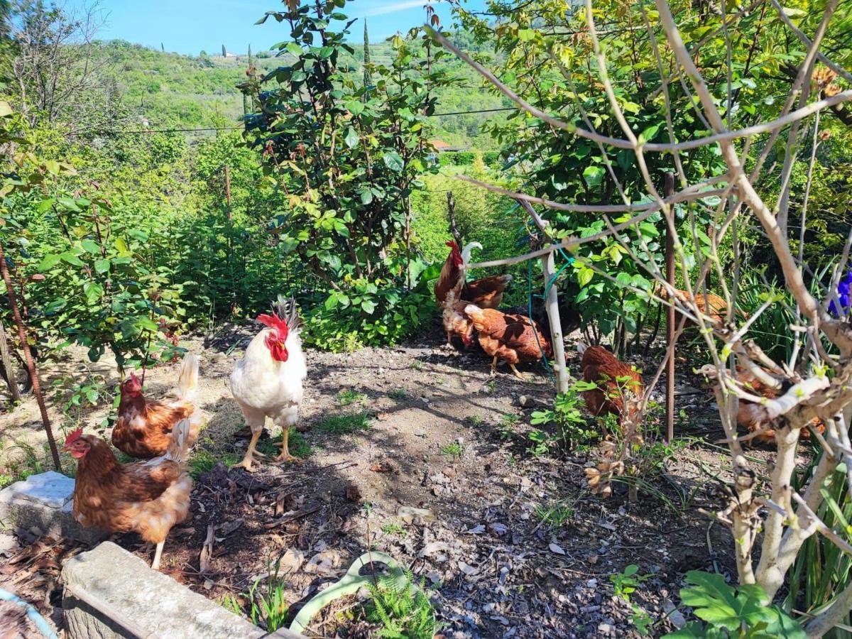Salara Farmhouse 科佩尔 外观 照片