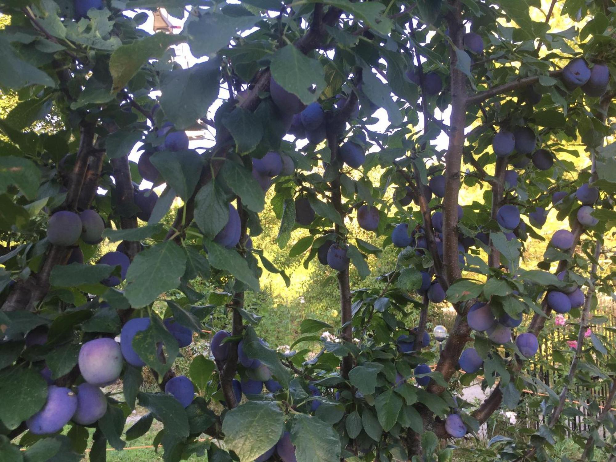 Salara Farmhouse 科佩尔 外观 照片